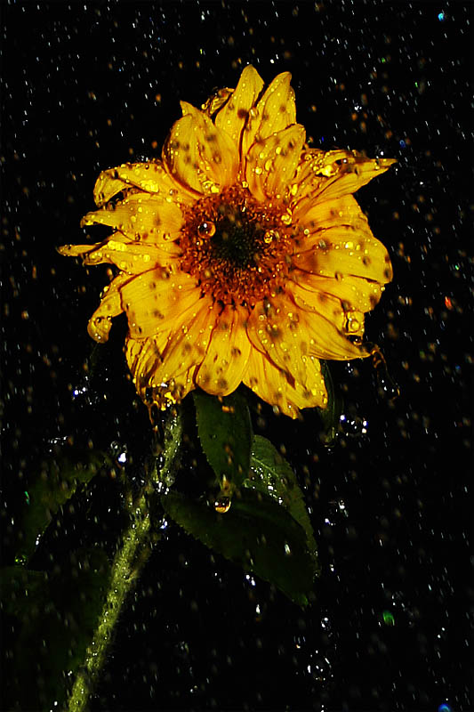 sOnNenbLume iM rEgeN kitsch muss sein!