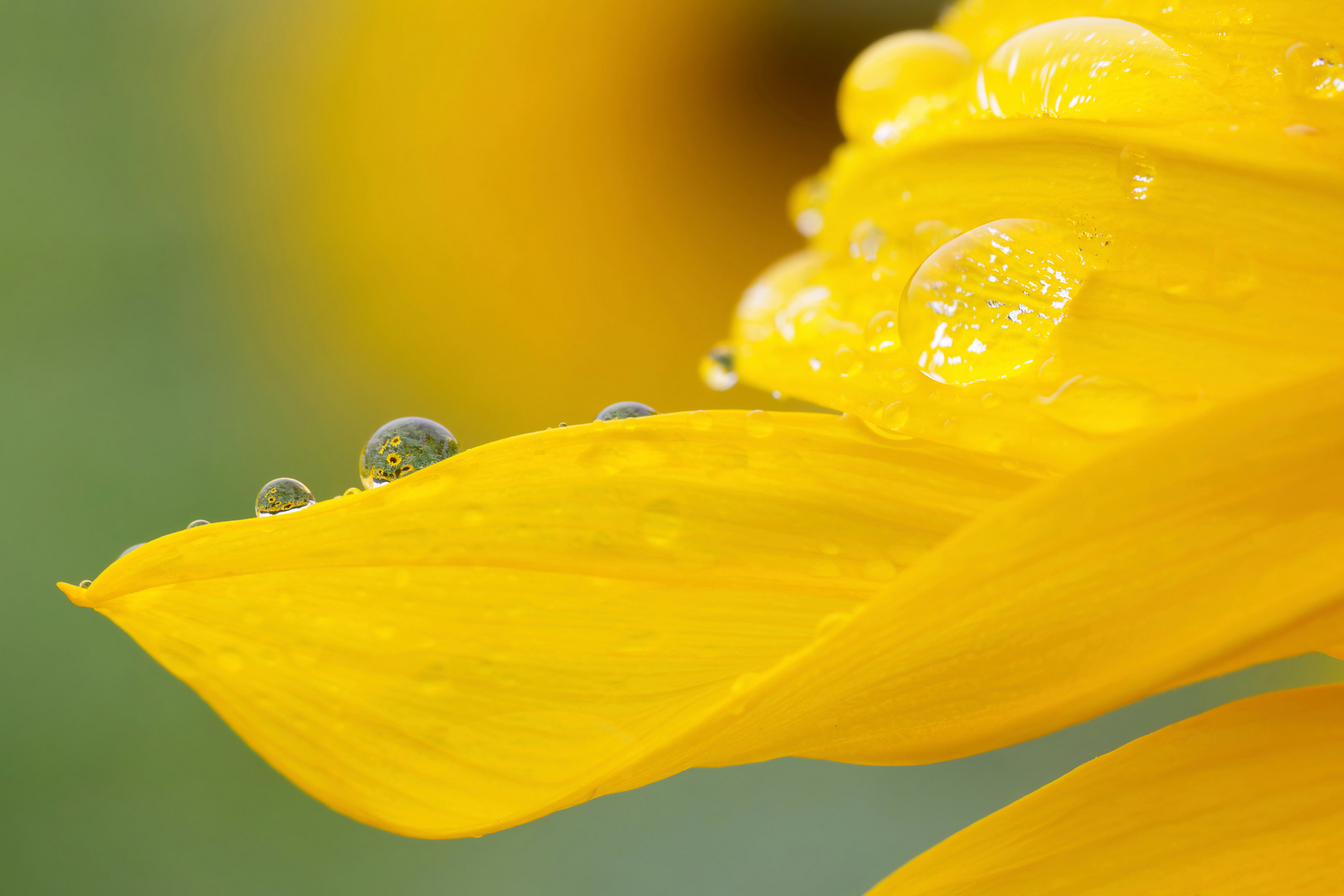 Sonnenblume im Regen - Tropfenzauber