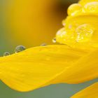 Sonnenblume im Regen - Tropfenzauber