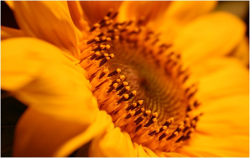 Sonnenblume im Schärfeverlauf