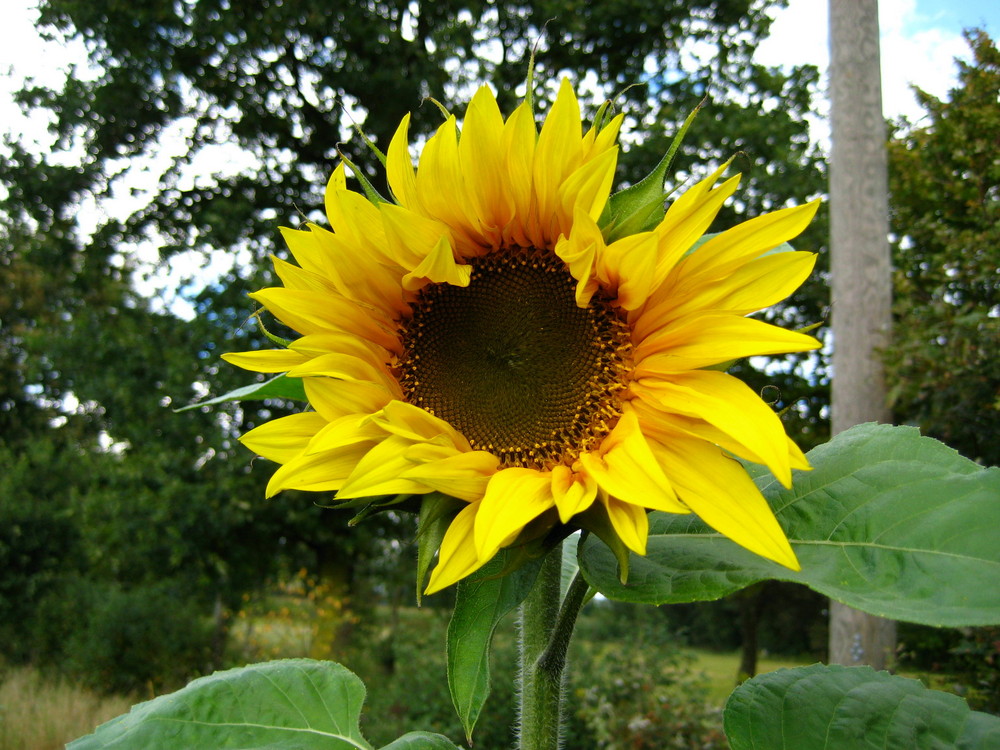 Sonnenblume im September