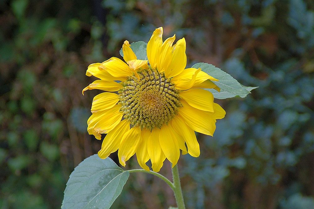 Sonnenblume im Sommerwind