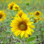 Sonnenblume im Sonnenblumenfeld
