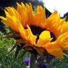 Sonnenblume im Sonnenlicht