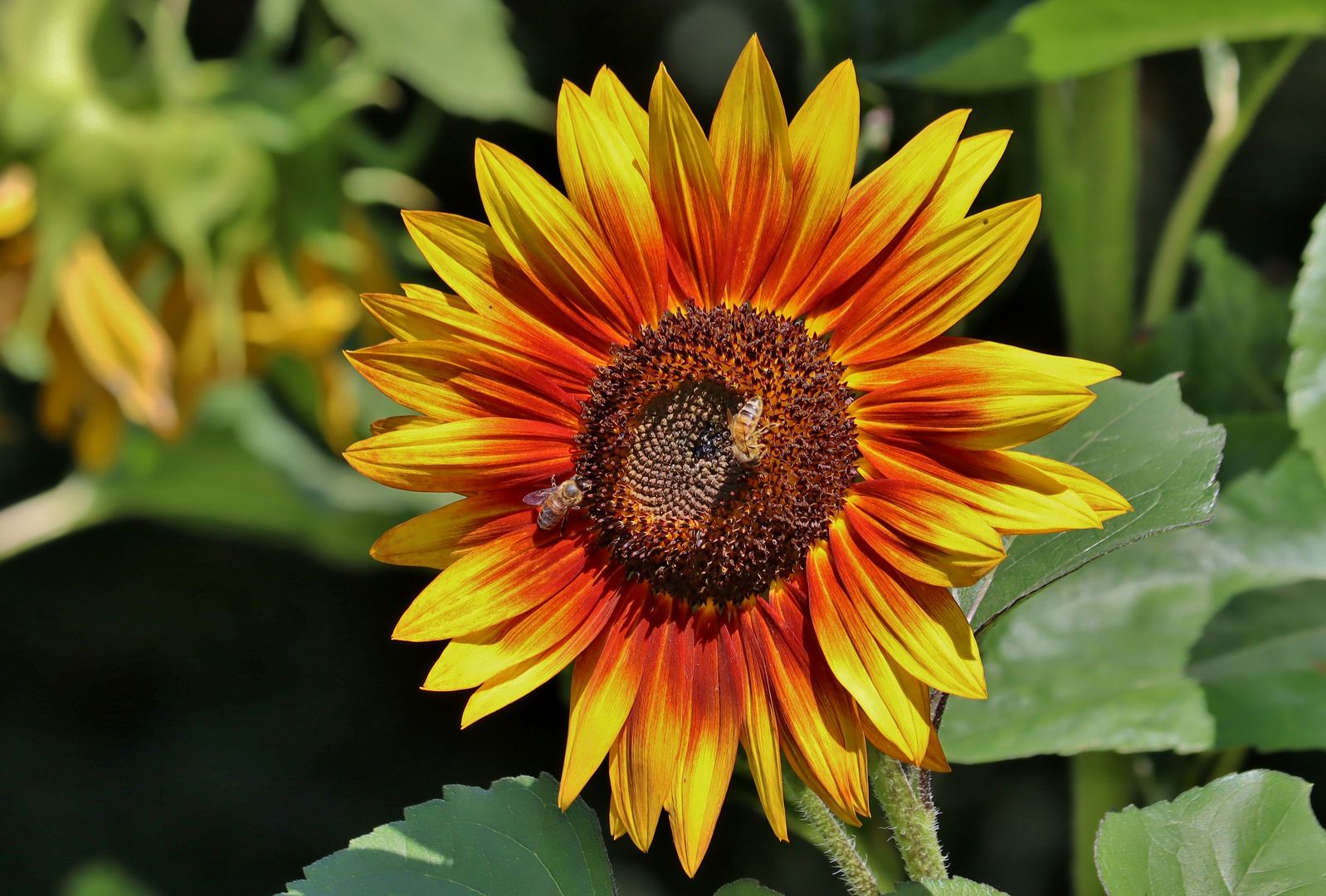 Sonnenblume im Sonnenlicht