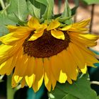 Sonnenblume im Sonnenlicht