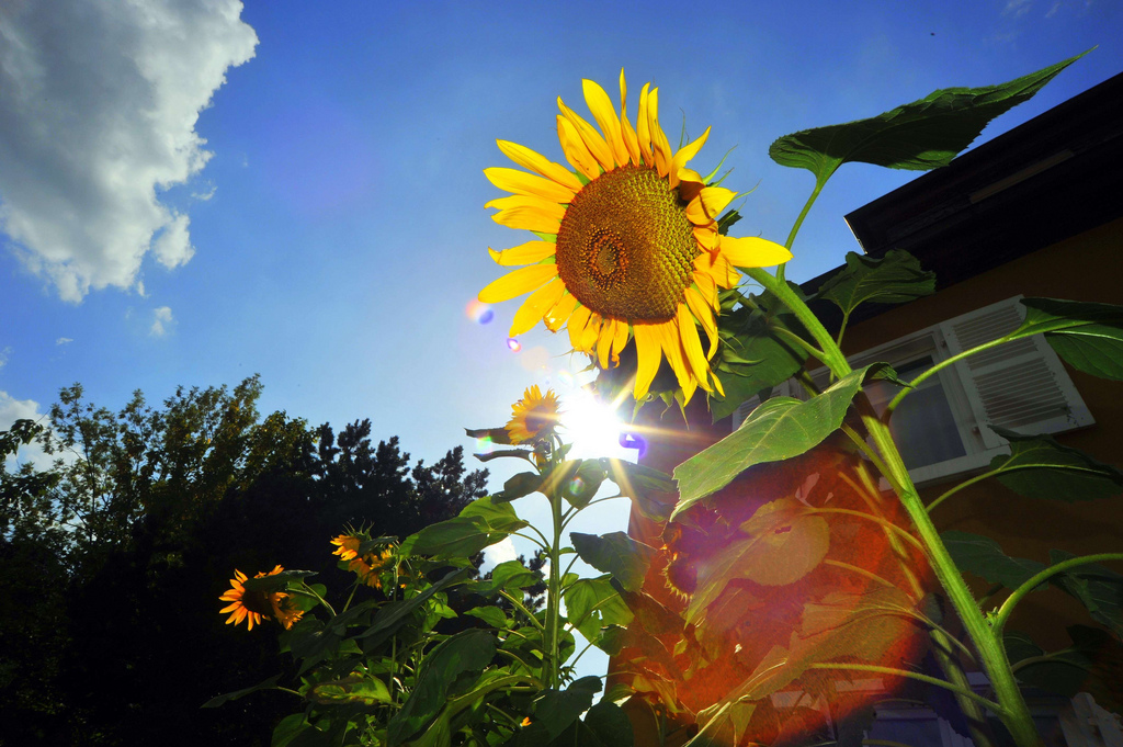 Sonnenblume im Sonnenlicht