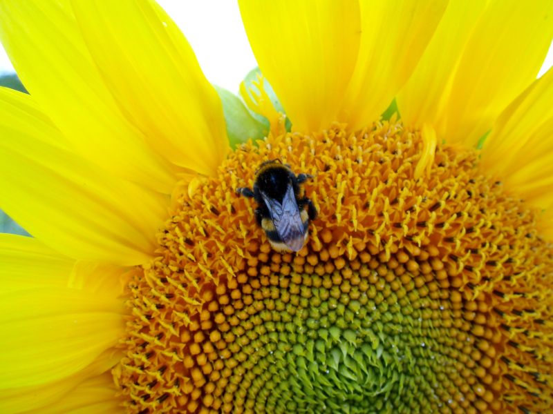 Sonnenblume im Sonnenschein