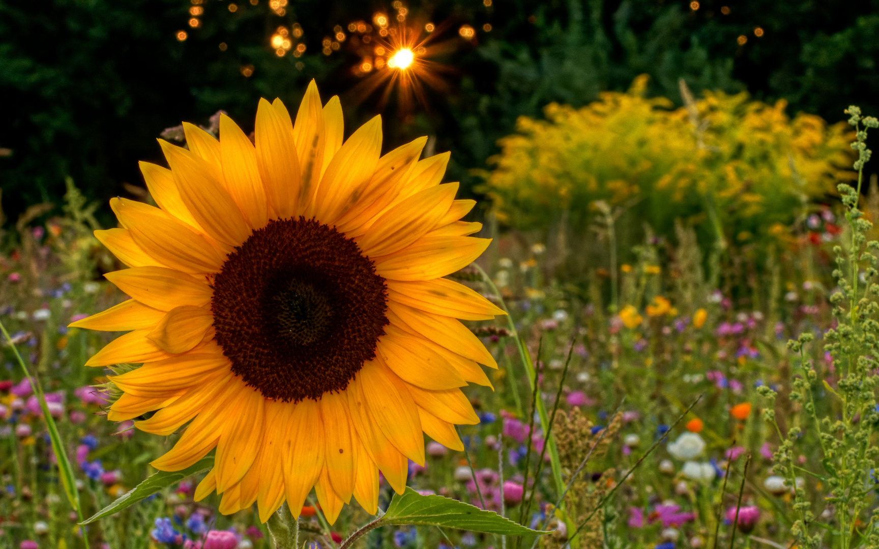 Sonnenblume im Sonnenuntergang