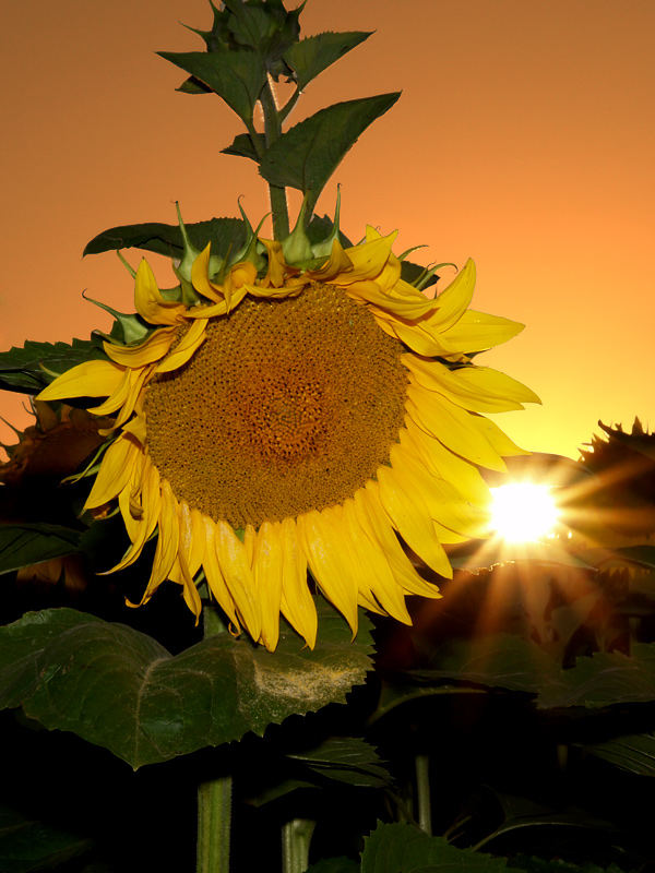 sonnenblume im sonnenuntergang