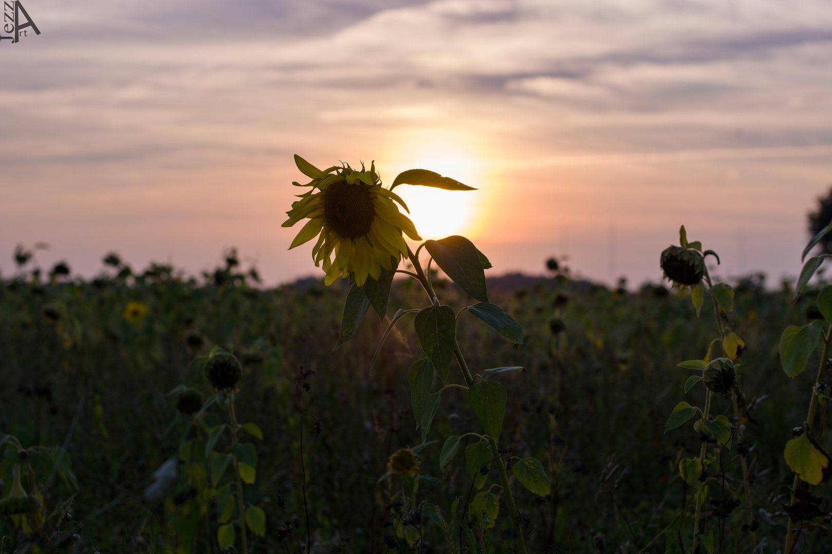 Sonnenblume im Sonnenuntergang.