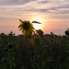 Sonnenblume im Sonnenuntergang.