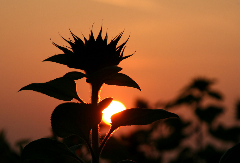 Sonnenblume im Sonnenuntergang