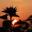Sonnenblume im Sonnenuntergang