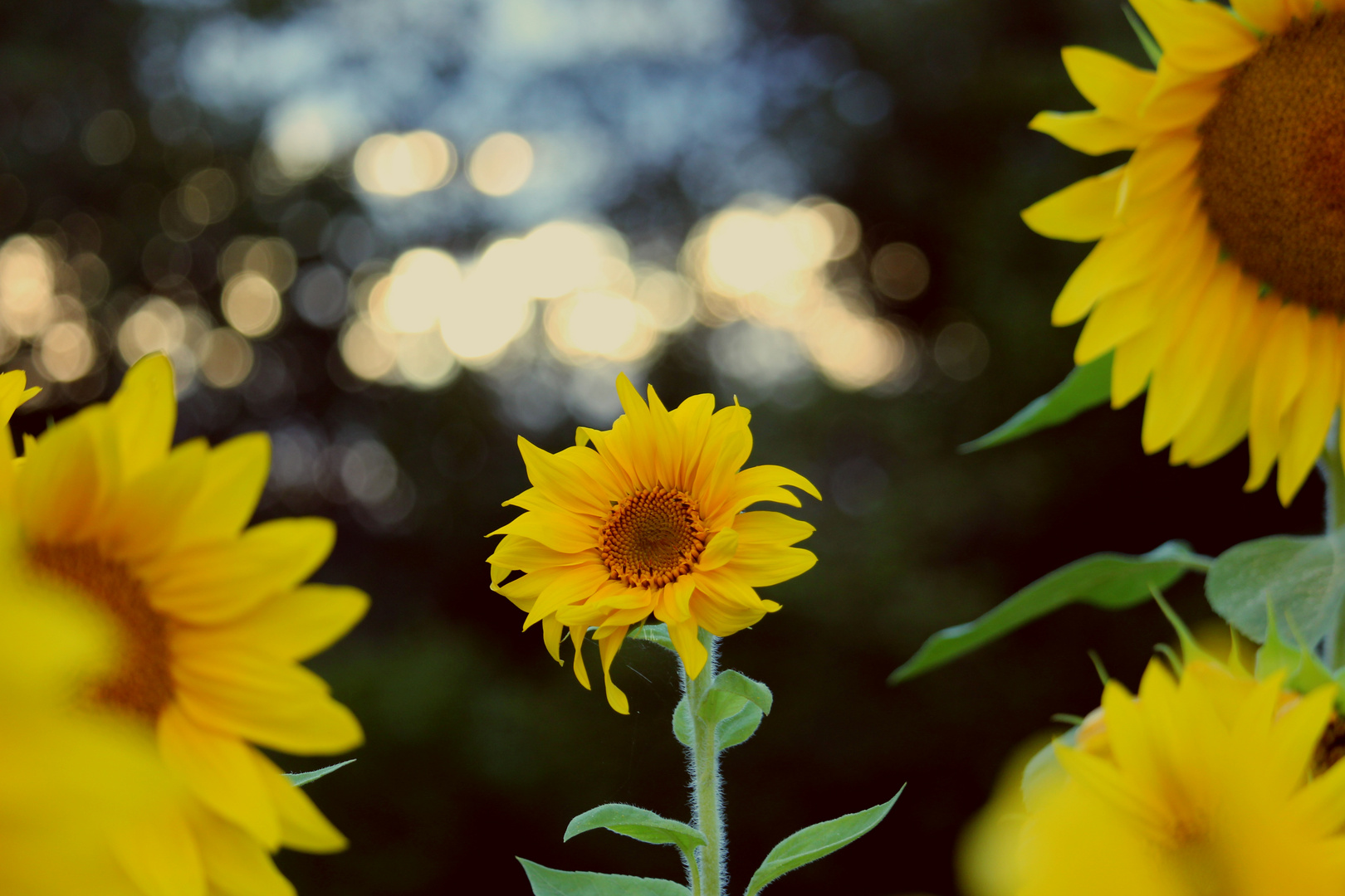 Sonnenblume im Sonnenuntergang 