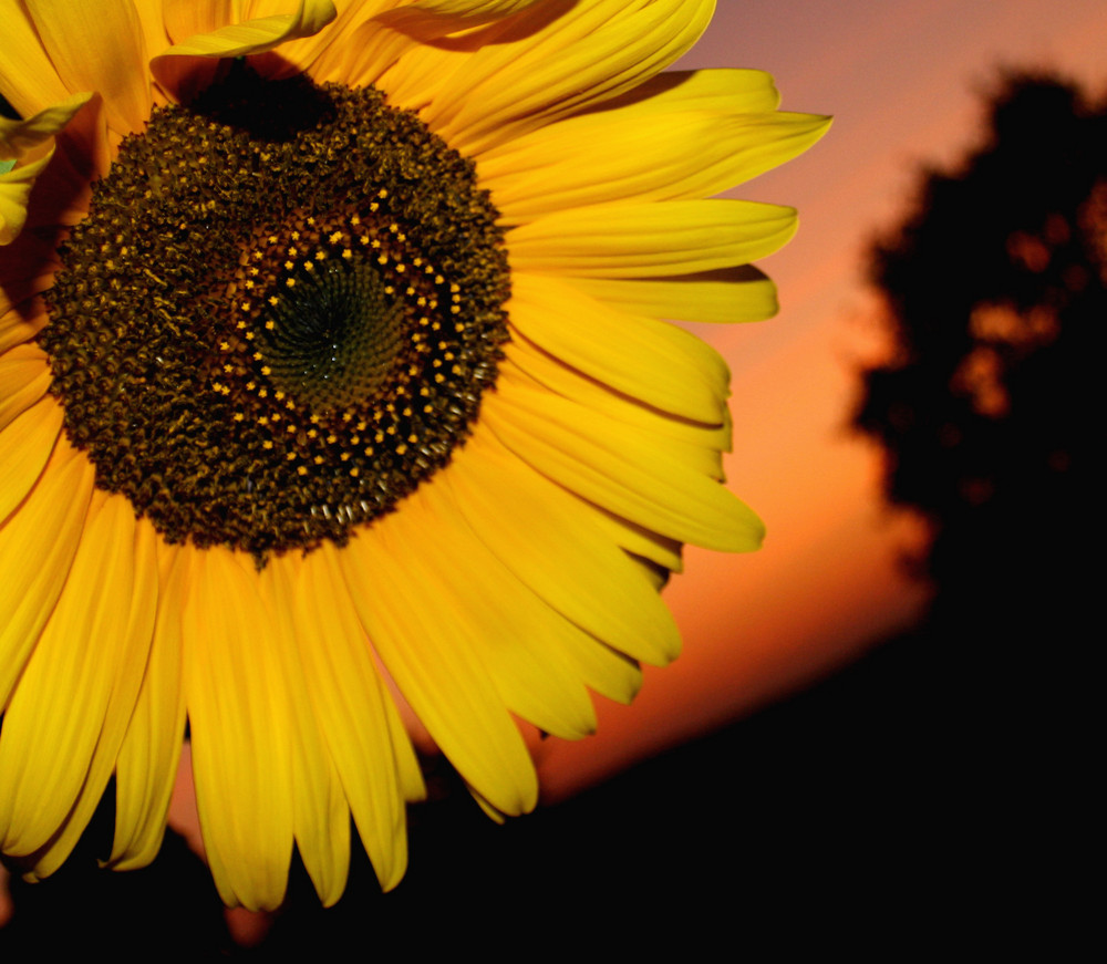 Sonnenblume im Sonnenuntergang