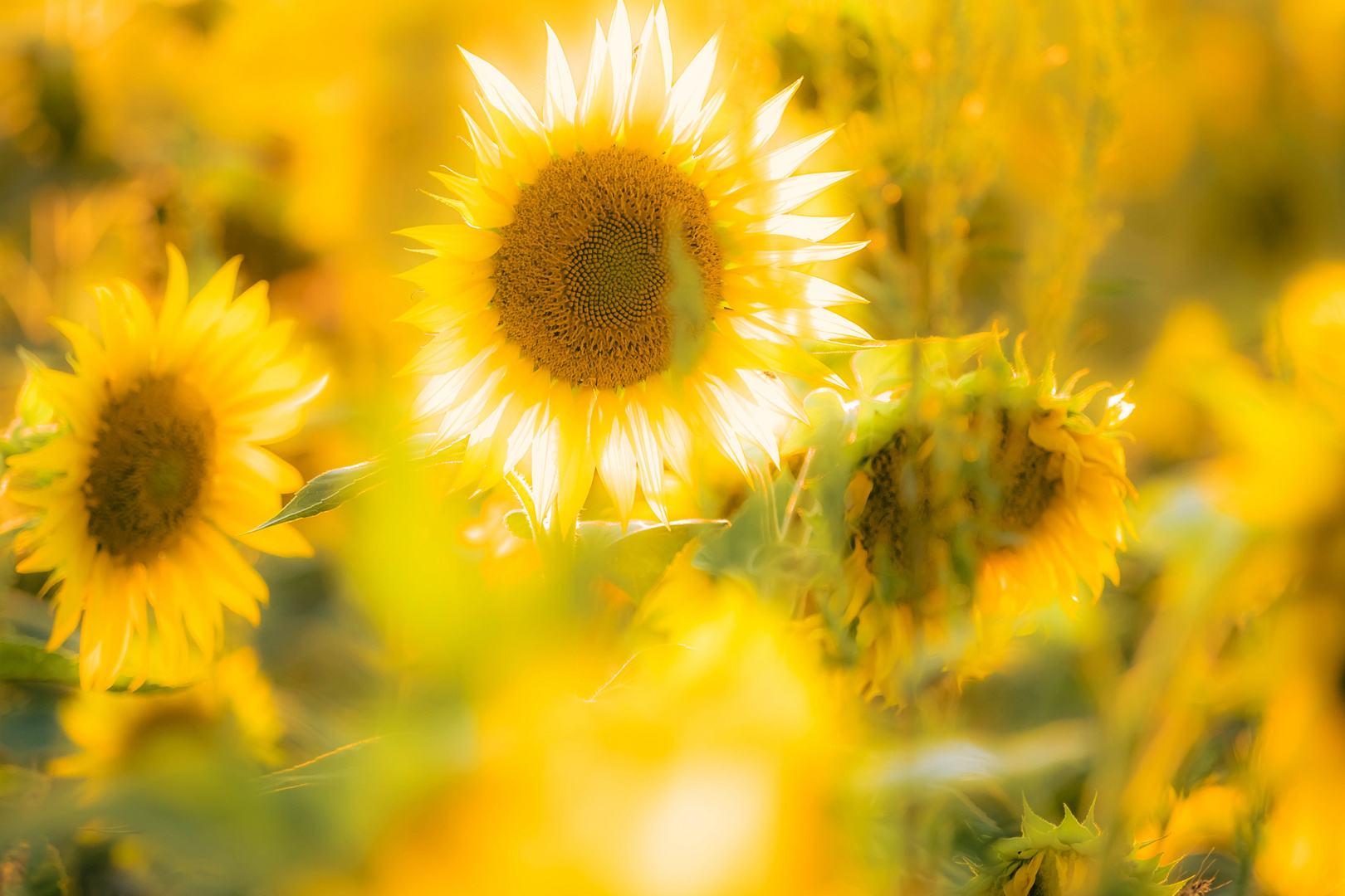 Sonnenblume im Sonnenuntergang