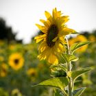 Sonnenblume im Spätsommer