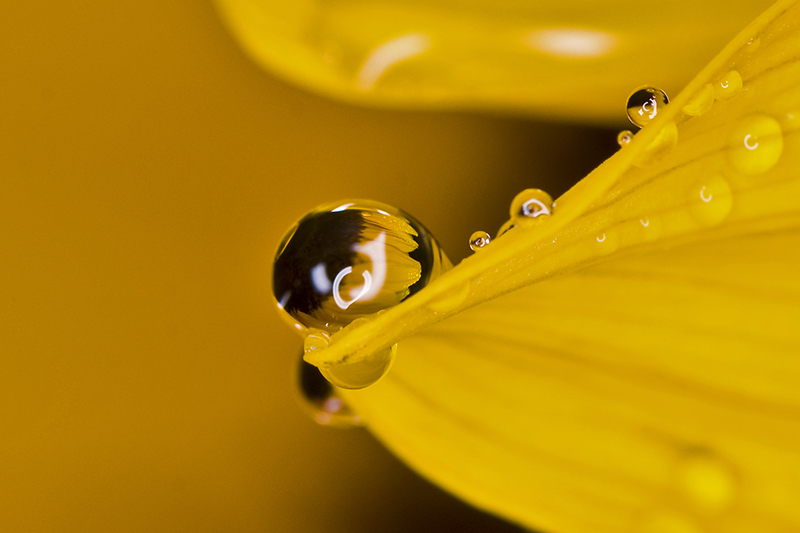 Sonnenblume im Spiegel ...