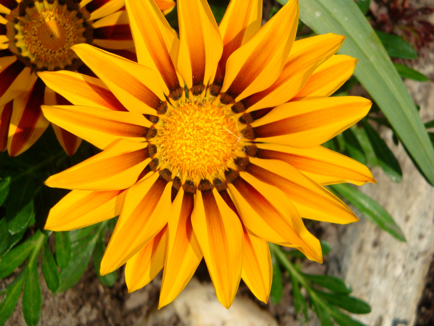 Sonnenblume im Steingarten