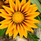Sonnenblume im Steingarten