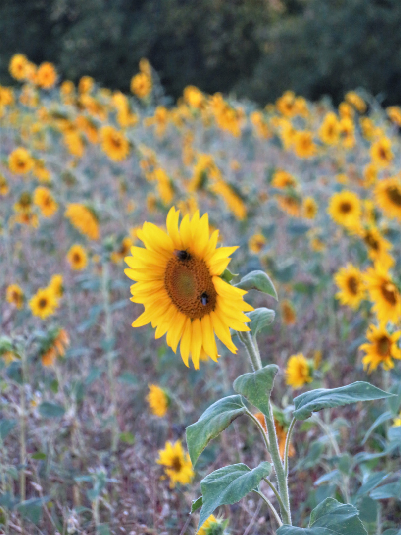 Sonnenblume im superheißen Sommer 2018