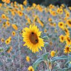 Sonnenblume im superheißen Sommer 2018