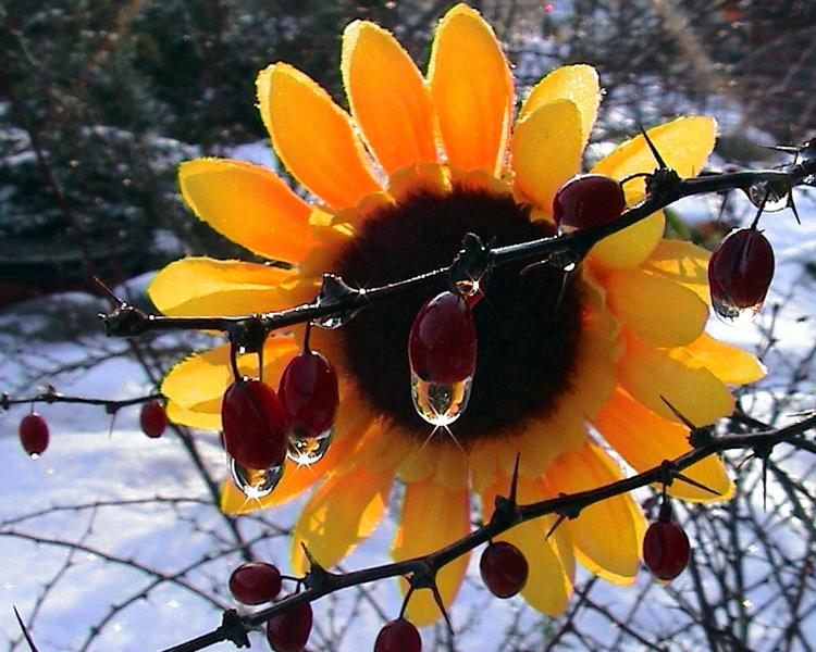 Sonnenblume im Tropfen -  gefangen? von Ramona Wicher