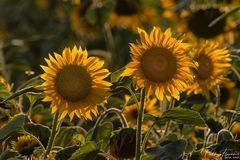 Sonnenblume im Untergang