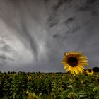 Sonnenblume im Unwetter