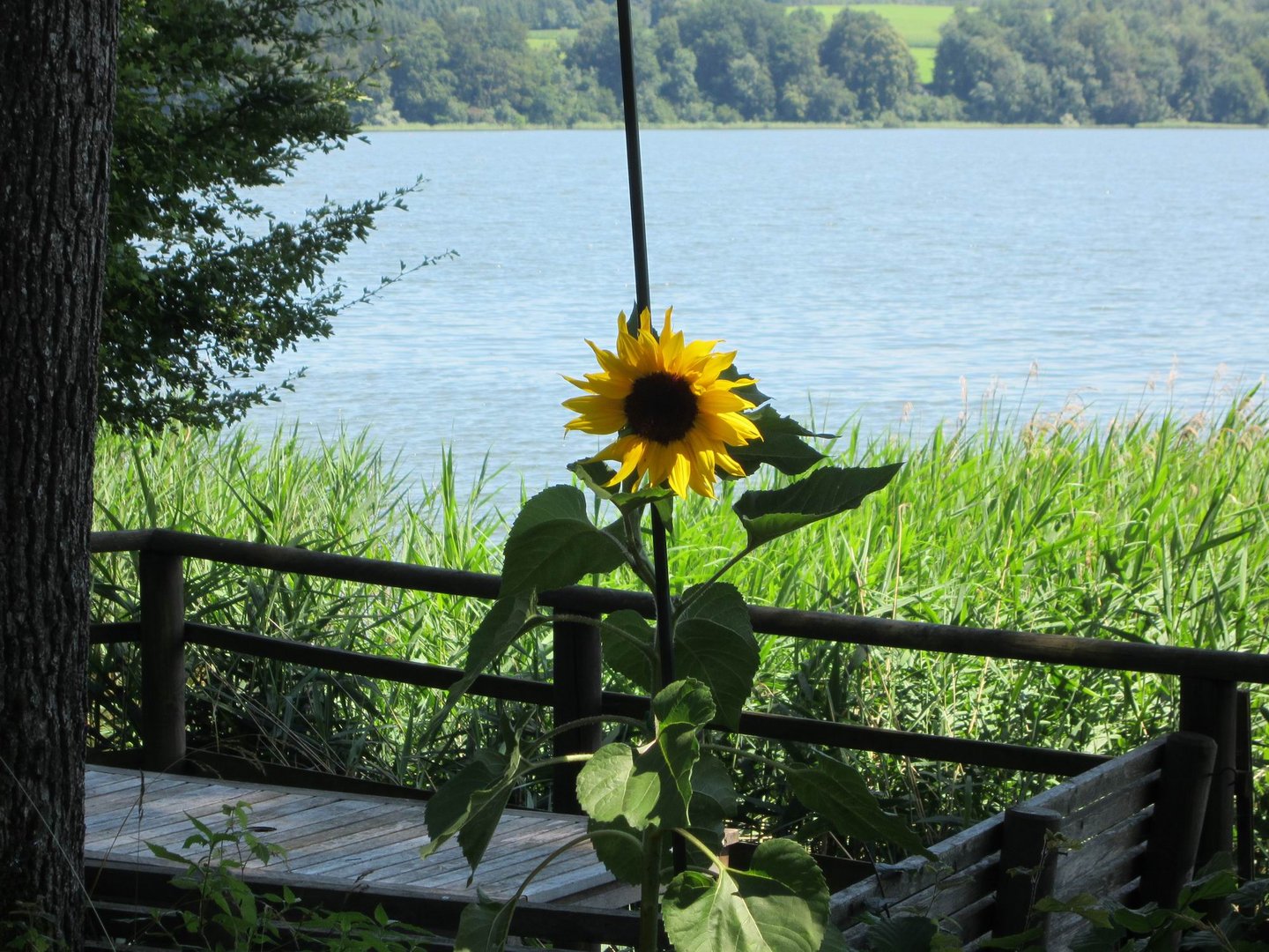 Sonnenblume im Urlaub