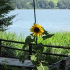 Sonnenblume im Urlaub