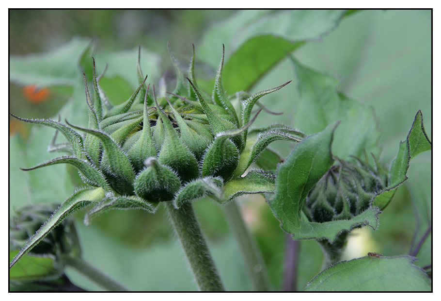 Sonnenblume im Versteck