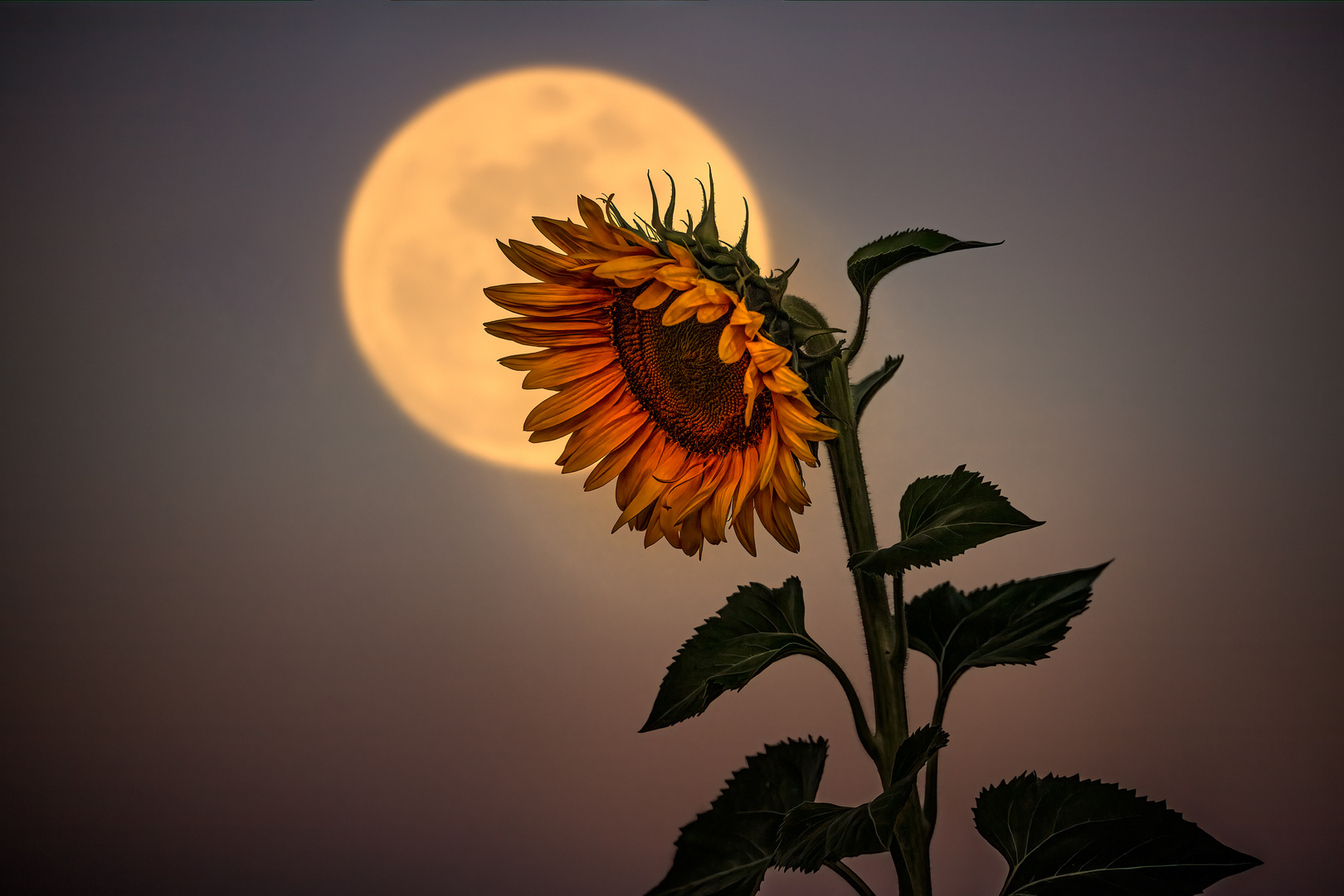 Sonnenblume im Vollmond
