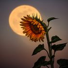 Sonnenblume im Vollmond