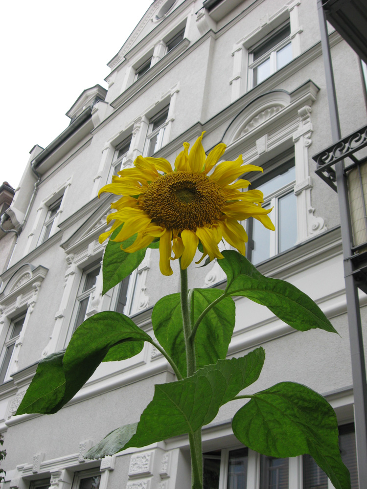 Sonnenblume im Vorgarten