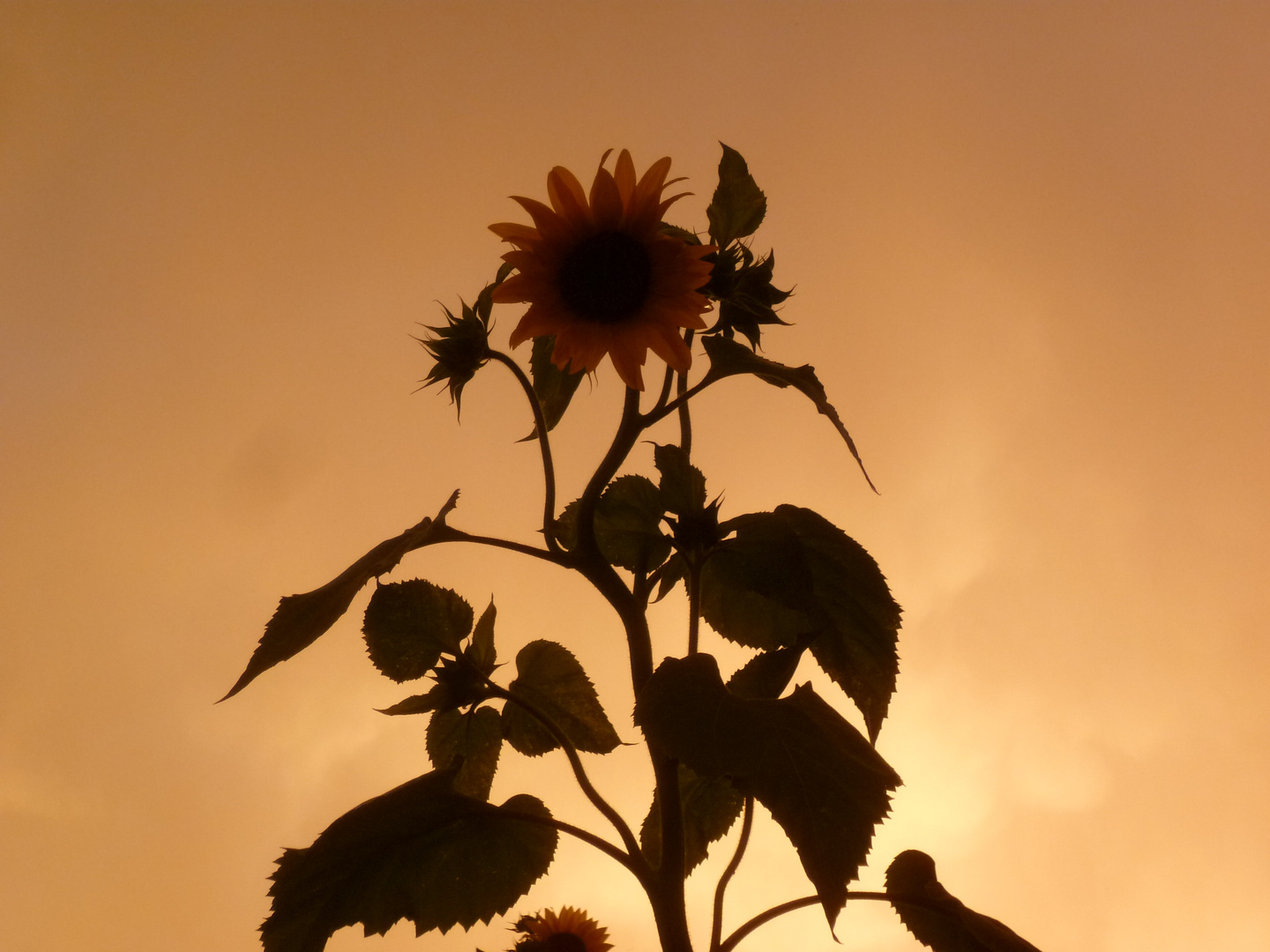 Sonnenblume im Wärmegewitter