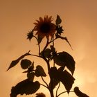 Sonnenblume im Wärmegewitter