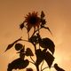 Sonnenblume im Wrmegewitter