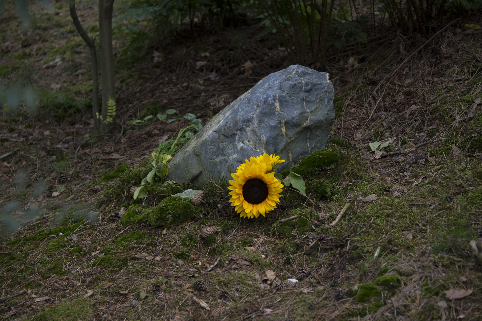 Sonnenblume im Wald