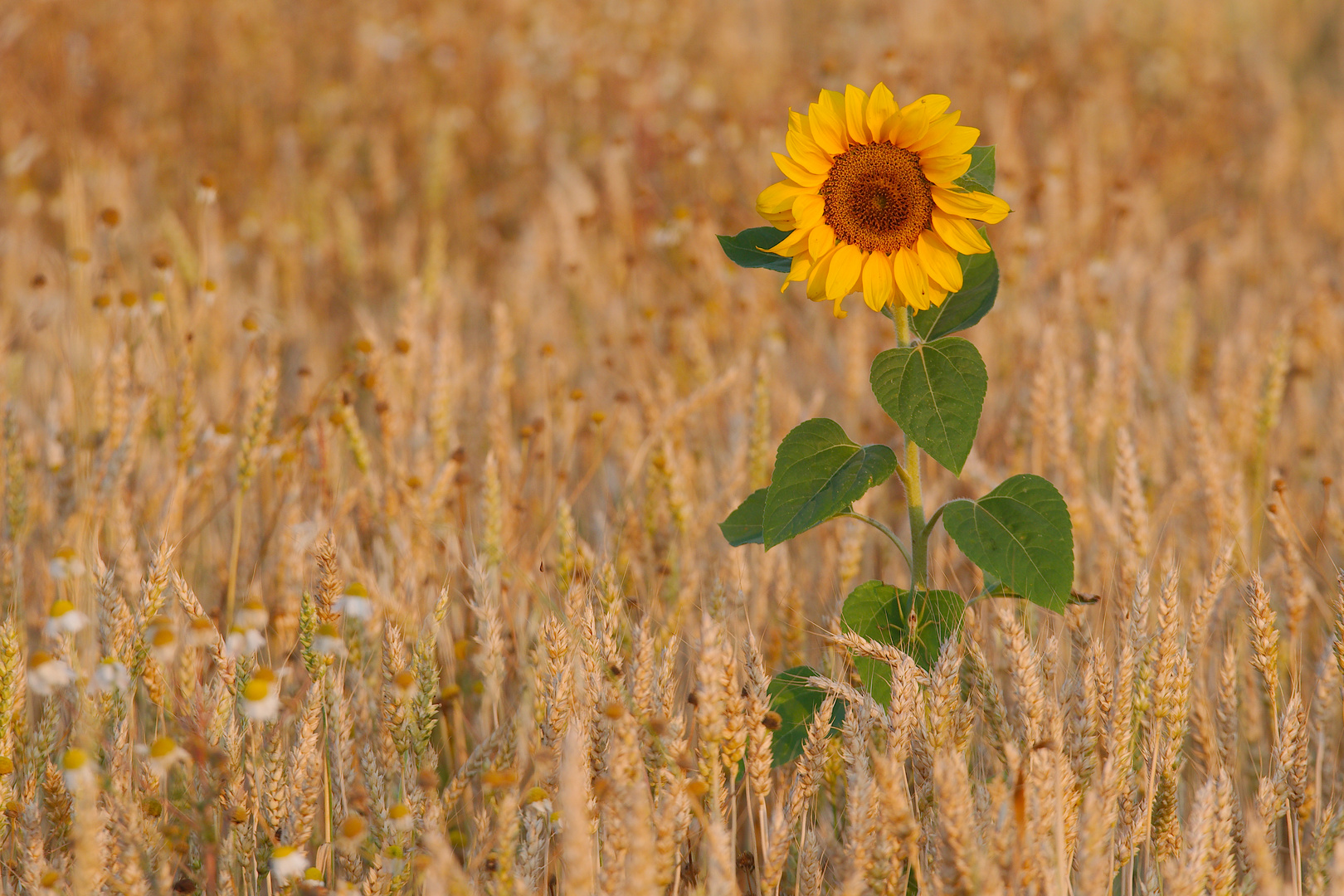 Sonnenblume im Weizenfeld