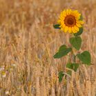 Sonnenblume im Weizenfeld