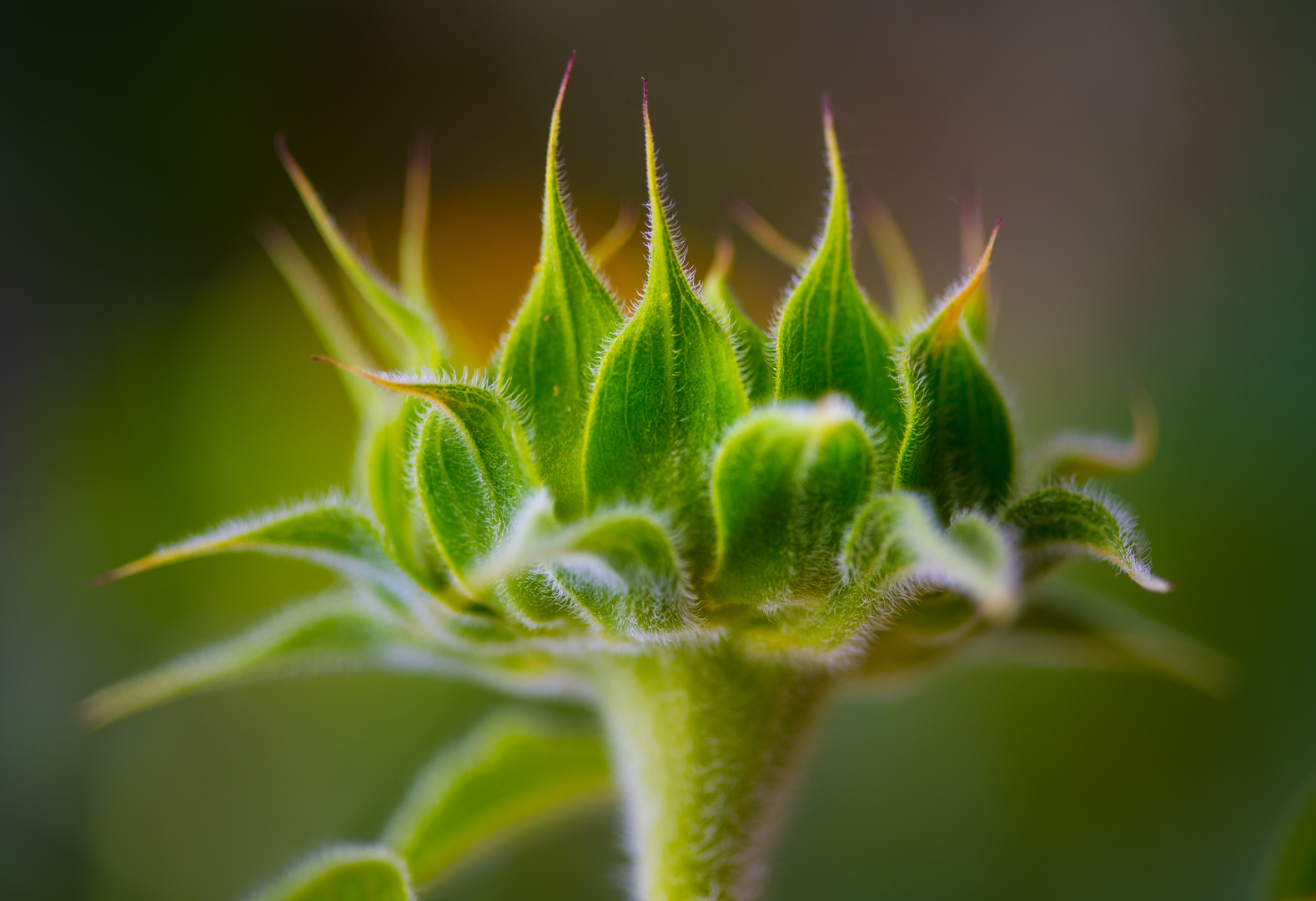 Sonnenblume im Werden