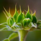 Sonnenblume im Werden