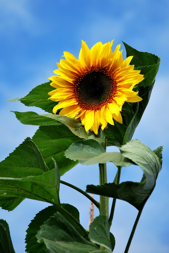 Sonnenblume im Wind