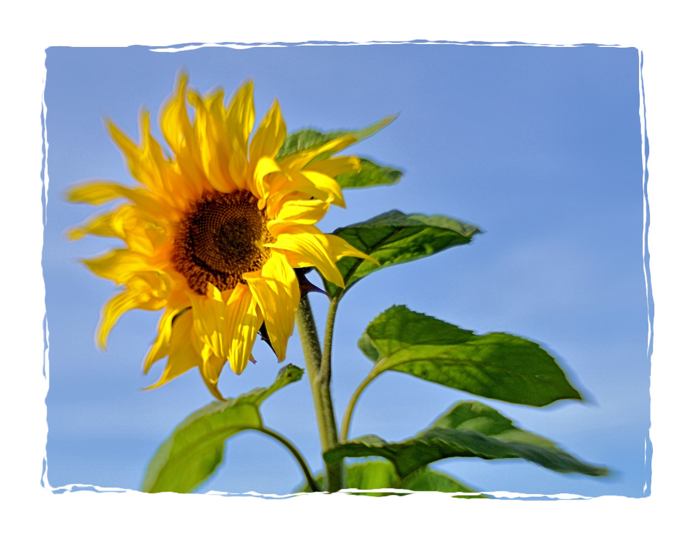 Sonnenblume im Wind Foto & Bild | pflanzen, pilze & flechten, blüten ...