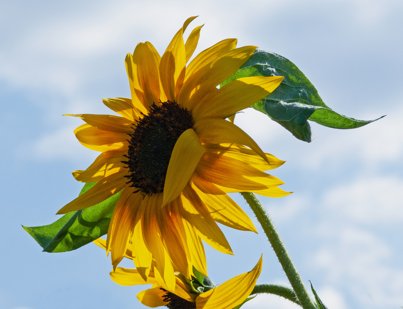 Sonnenblume im Wind und Gegenlicht