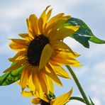 Sonnenblume im Wind und Gegenlicht