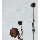 Sonnenblume im Winter