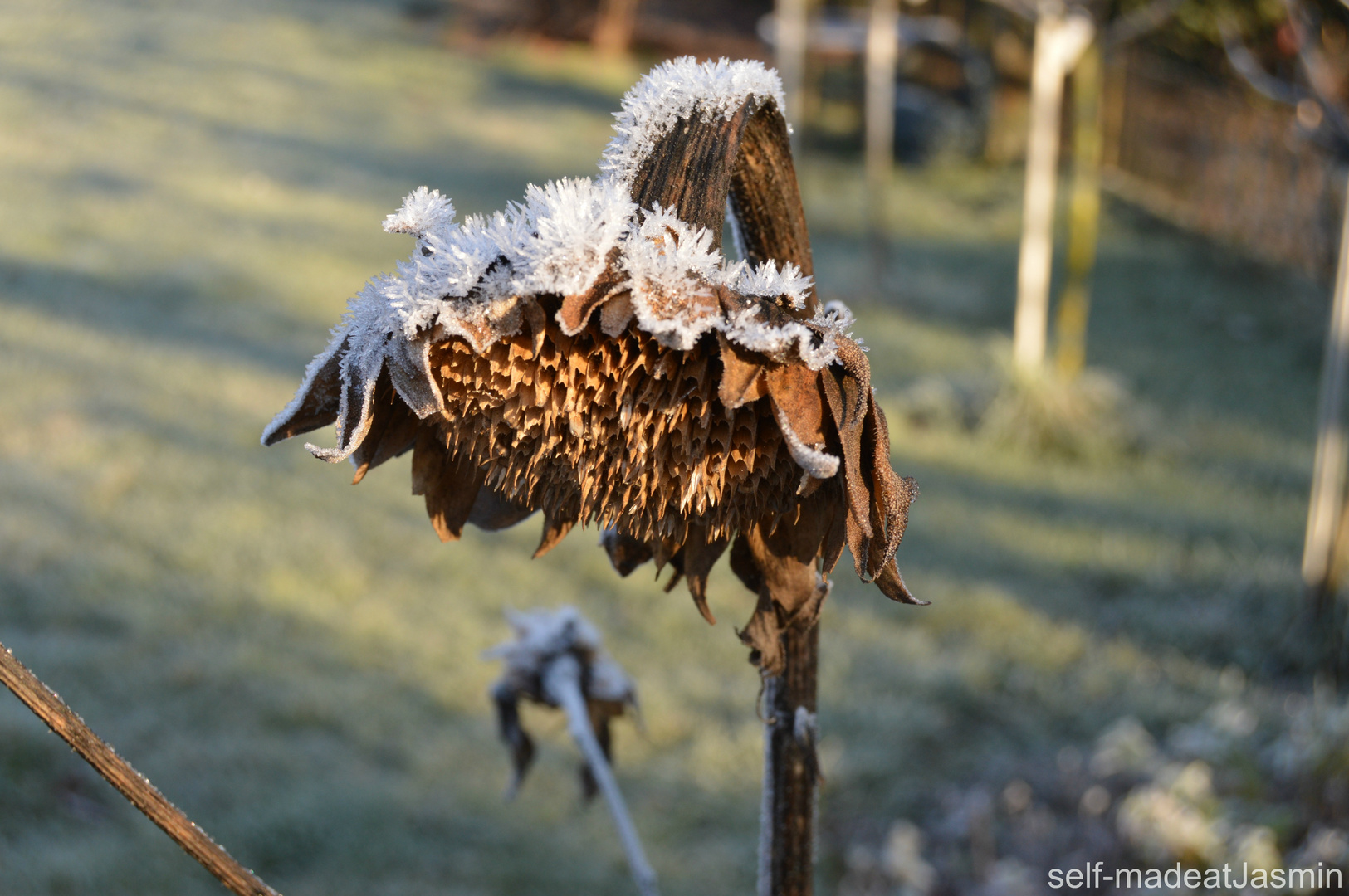 Sonnenblume im Winter